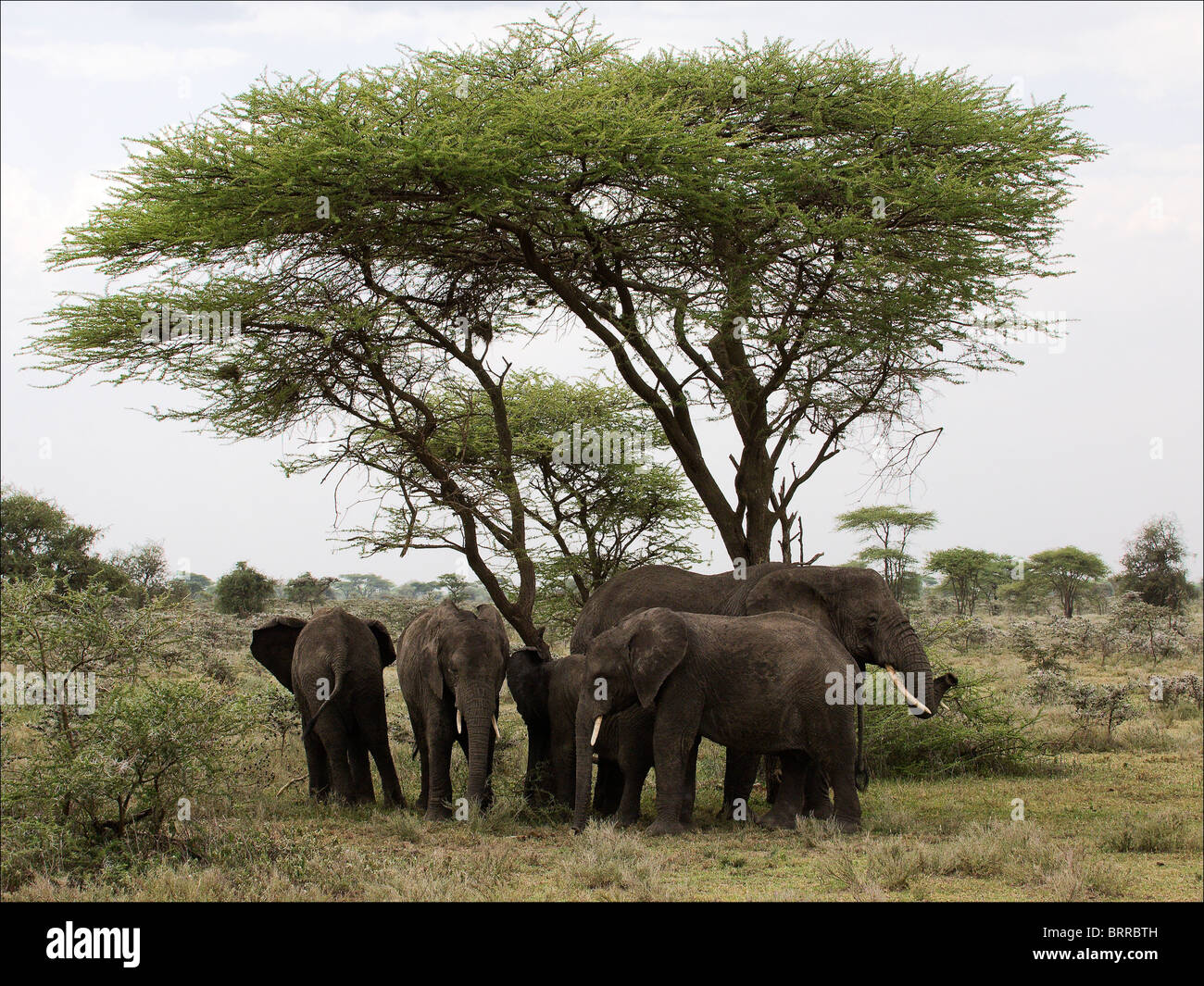 Les éléphants sous un arbre. Banque D'Images