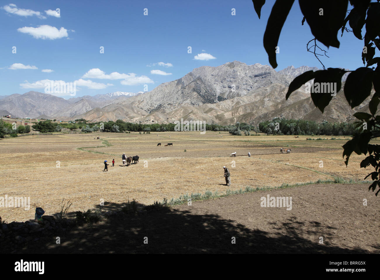 Les activités agricoles en Afghanistan Banque D'Images