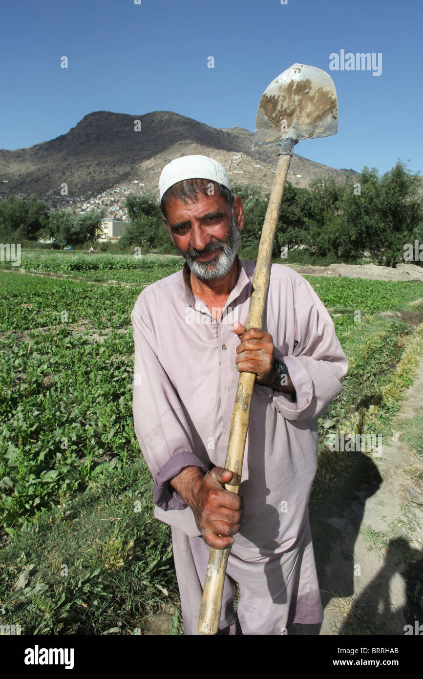 Les activités agricoles en Afghanistan Banque D'Images