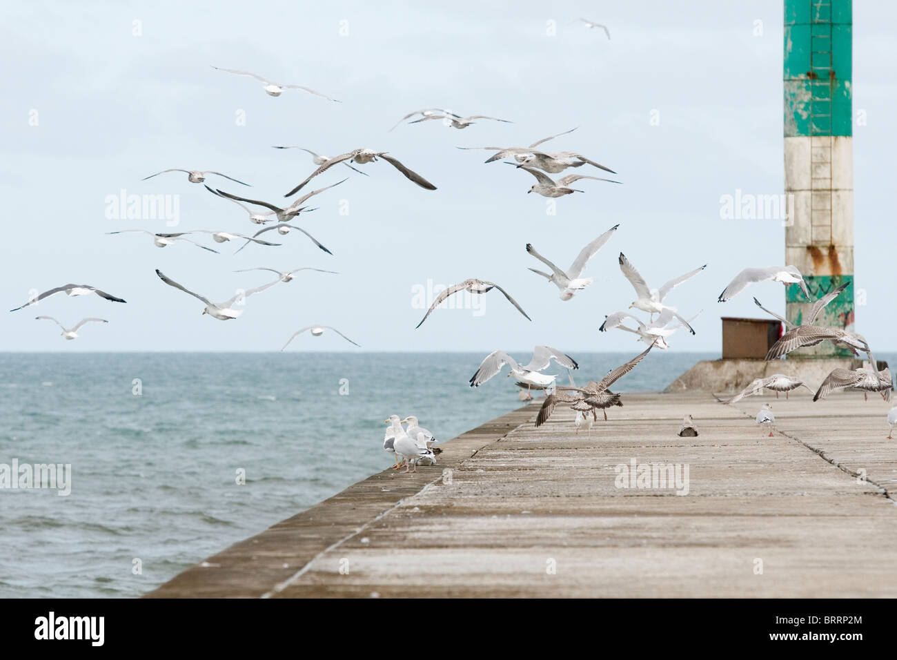 Mouettes volant dans une foule d'une jetée à Tan y Bwlch beach à Aberystwyth Banque D'Images