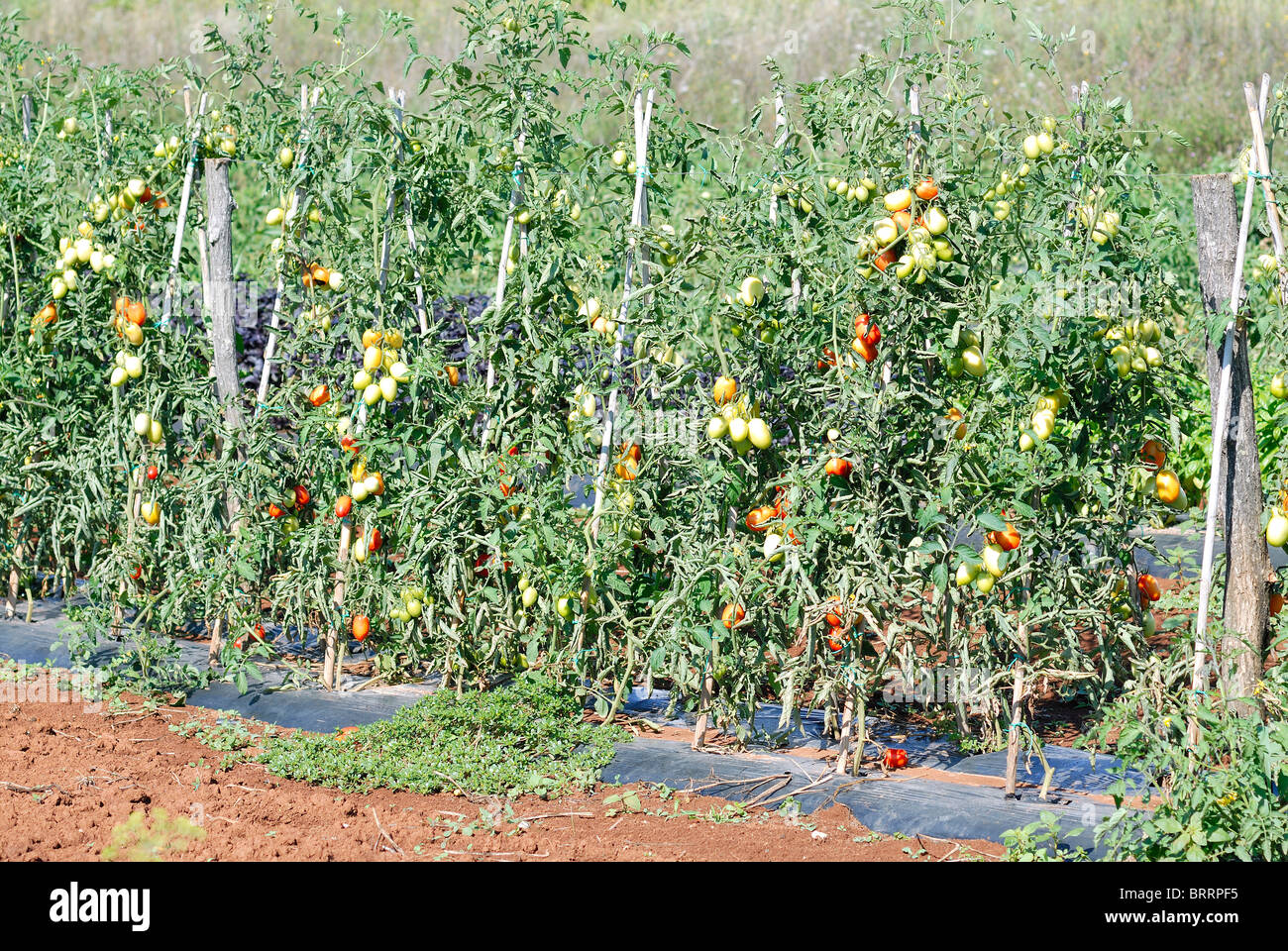 Champ de tomates Banque D'Images