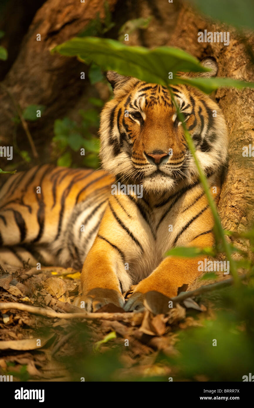 Un tigre, sauvé en tant que louveteau des braconniers, se trouve au pied d'un arbre dans un coffre-fort composé dans le Laos. Banque D'Images