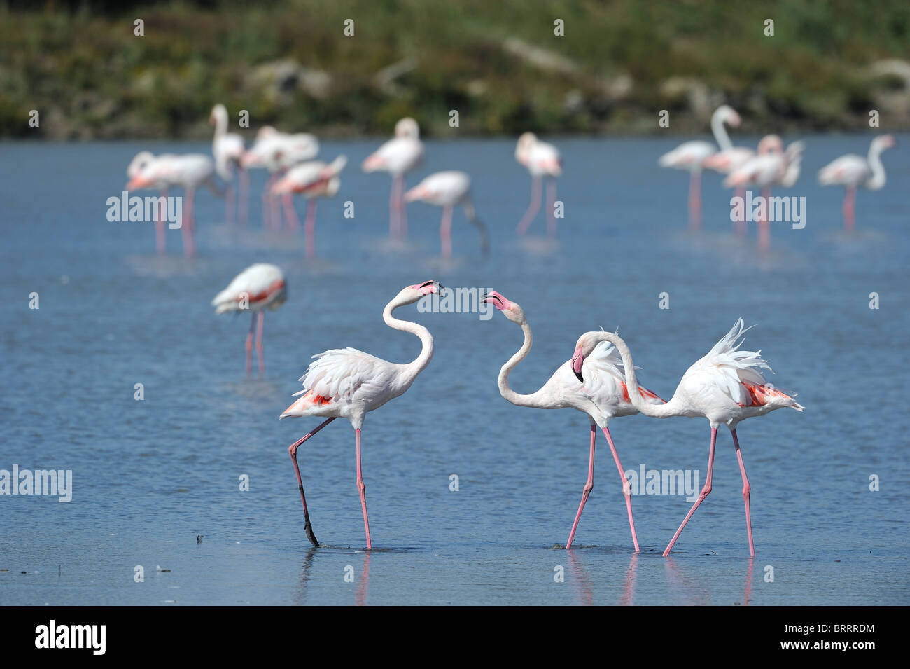 Flamant rose (Phoenicopterus roseus - Phoenicopterus ruber roseus) volée d'oiseaux se quereller Banque D'Images