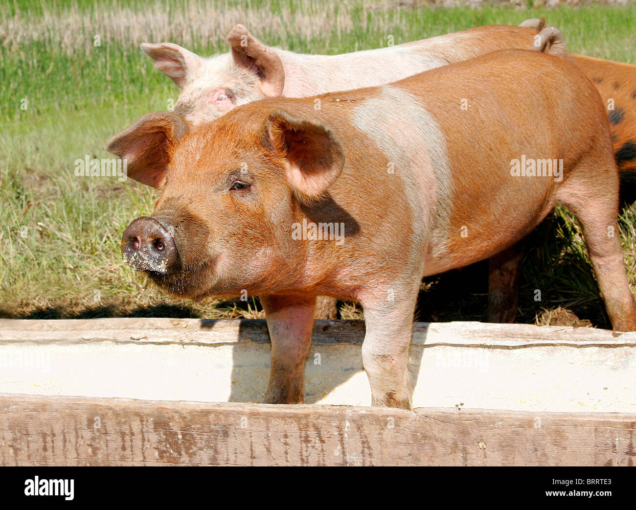 Un couple de porcs de manger dans une rigole ensemble Banque D'Images