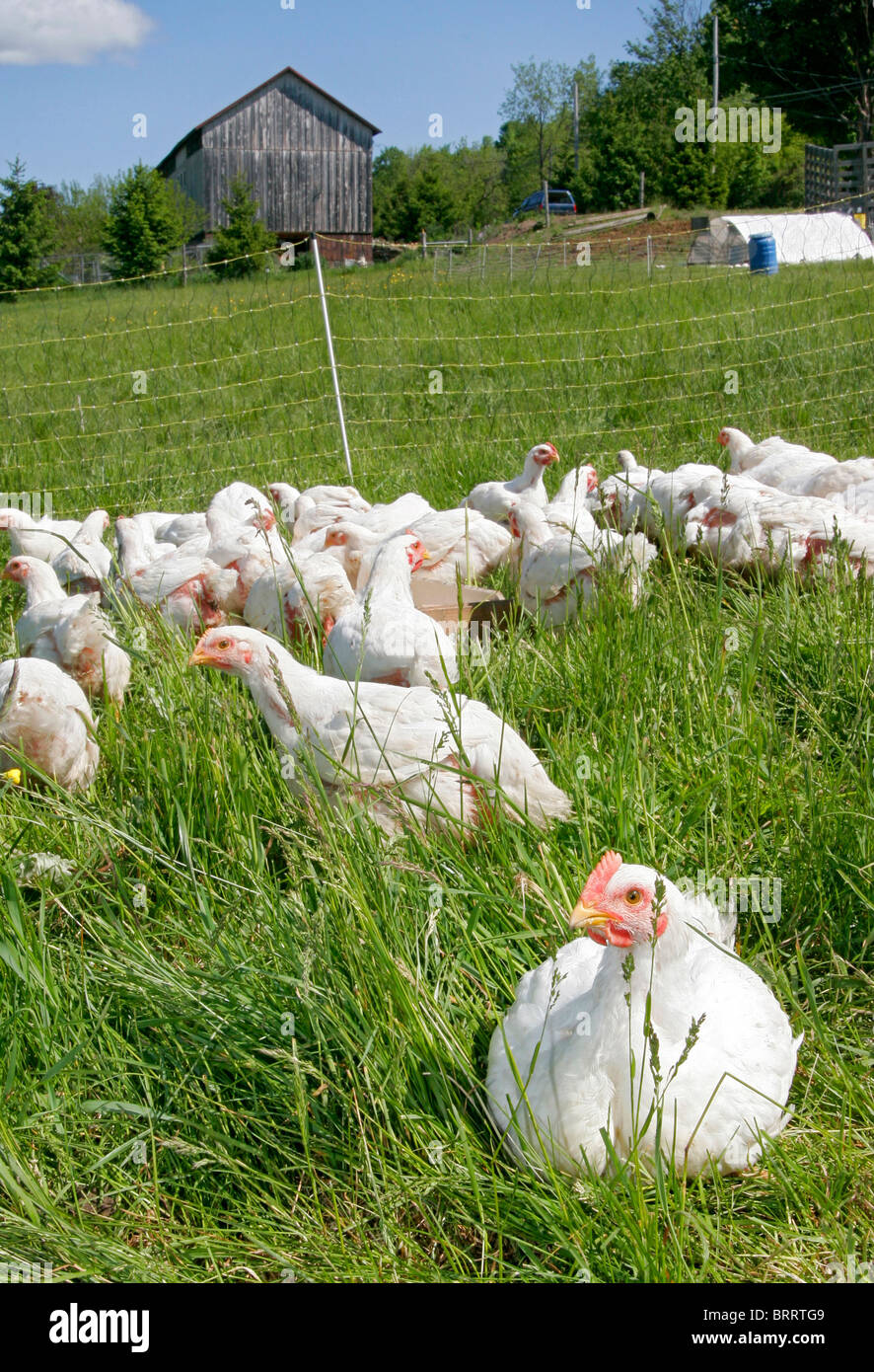 Un troupeau de poulets à la ferme blanche à l'extérieur, près de la grange Banque D'Images