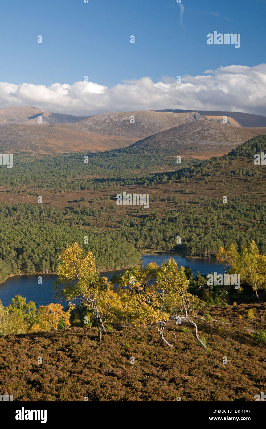 Les montagnes de Cairngorm de Ord Ban hill, Rothiemurchus, Aviemore, région des Highlands, en Écosse. 6827 SCO Banque D'Images