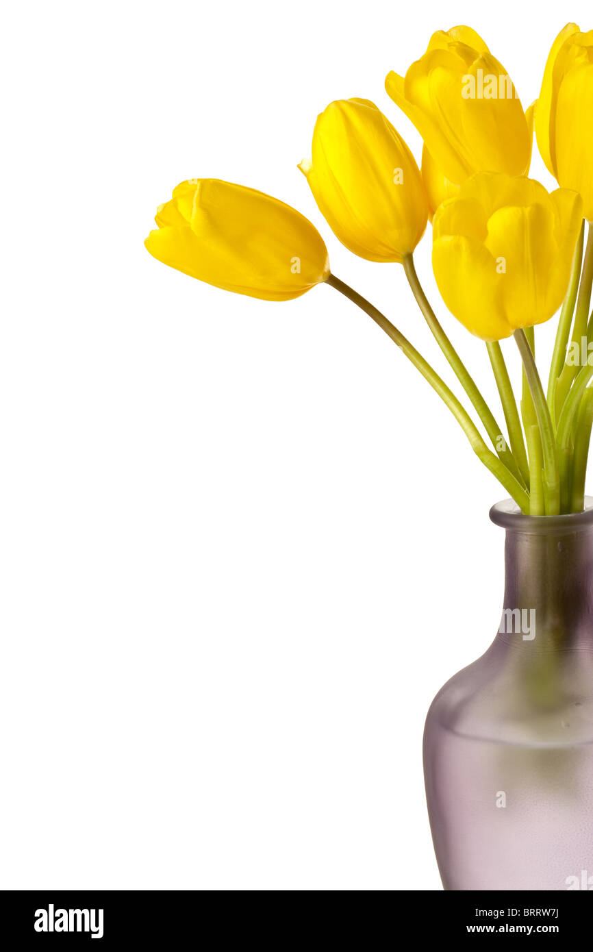 Tulipes printemps isolé sur un fond blanc, pur Banque D'Images