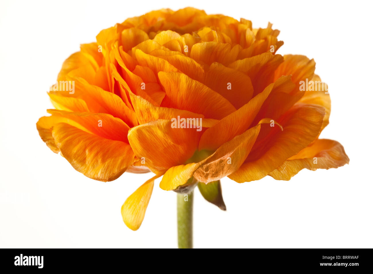 Ranunculus Orange isolé sur fond blanc Banque D'Images