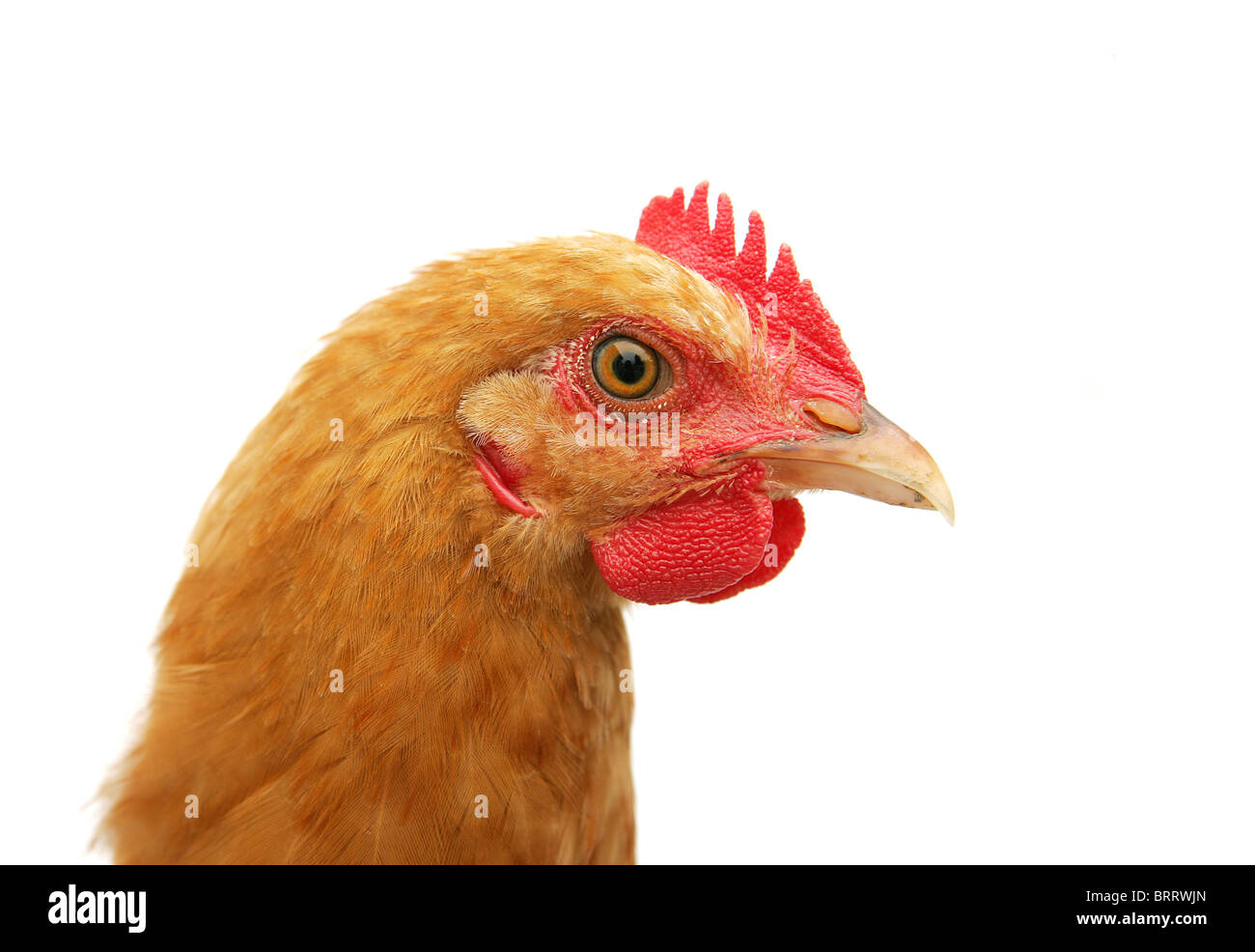Closeup portrait Portrait d'un poulet sur fond blanc Banque D'Images