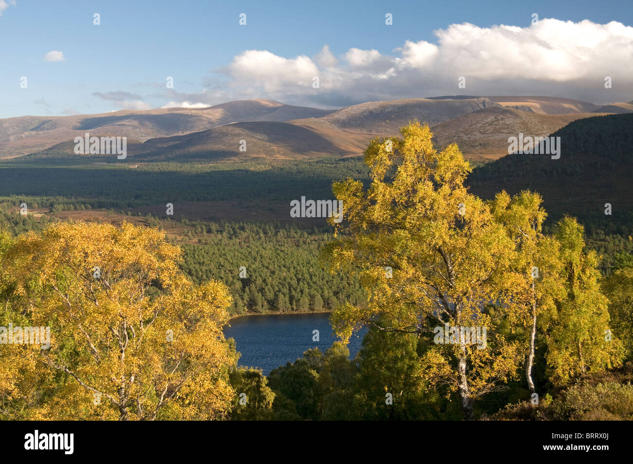 Les montagnes de Cairngorm de Ord Ban hill, Rothiemurchus, Aviemore, région des Highlands, en Écosse. 6822 SCO Banque D'Images