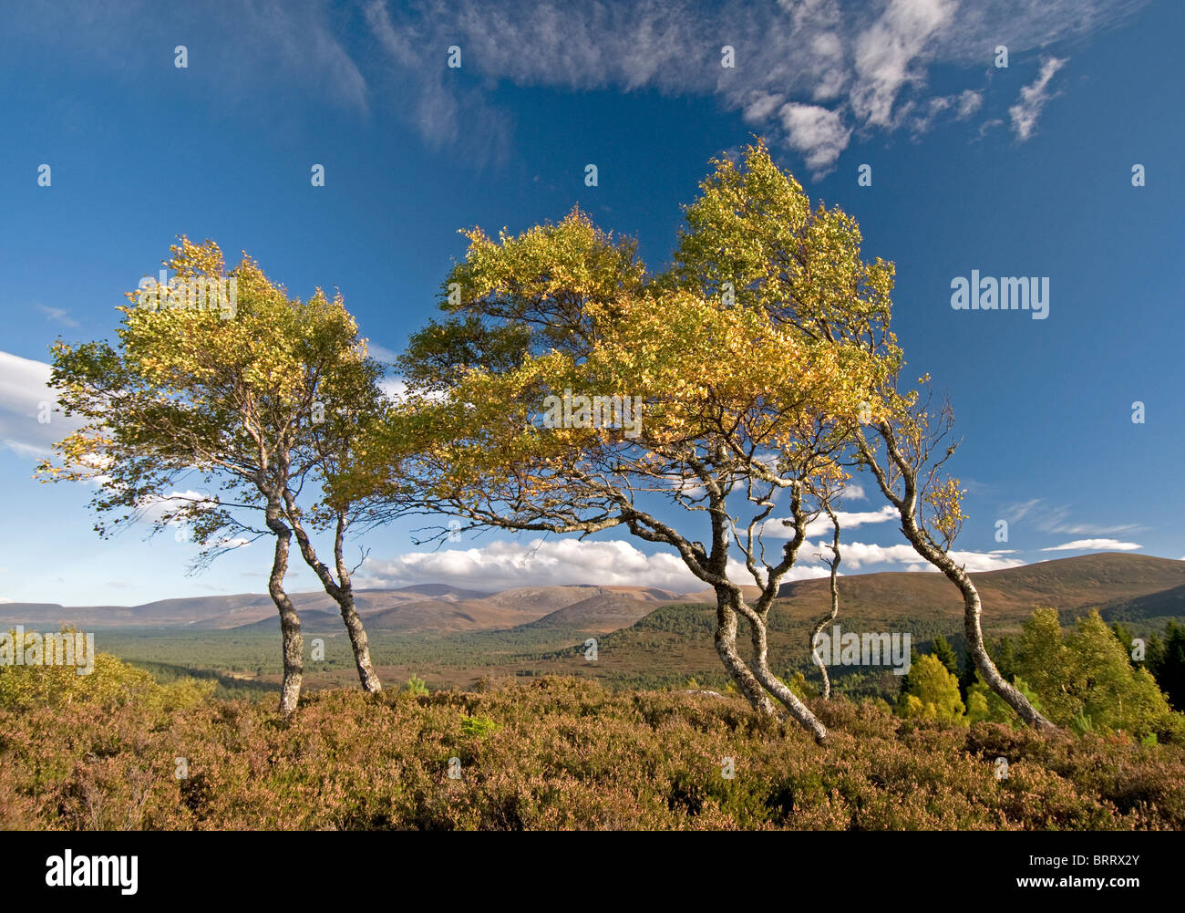 Le vent de souffler les bouleaux sur Ord Ban Hill, le Parc National de Cairngorms Rothiemurchus, région des Highlands, en Écosse. 6824 SCO Banque D'Images