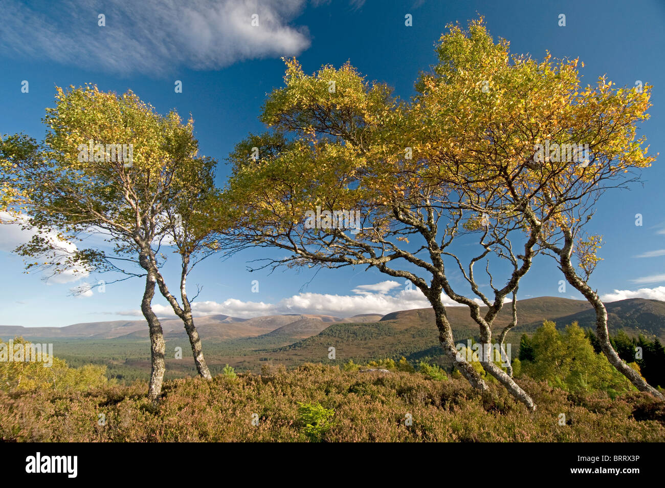 Le vent de souffler les bouleaux sur Ord Ban Hill, le Parc National de Cairngorms Rothiemurchus, région des Highlands, en Écosse. 6825 SCO Banque D'Images