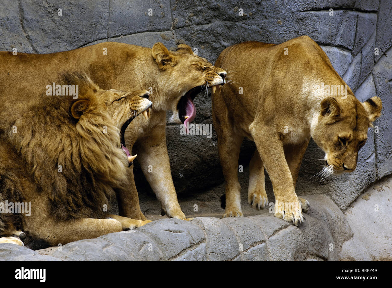 Trois lions féroces Banque D'Images
