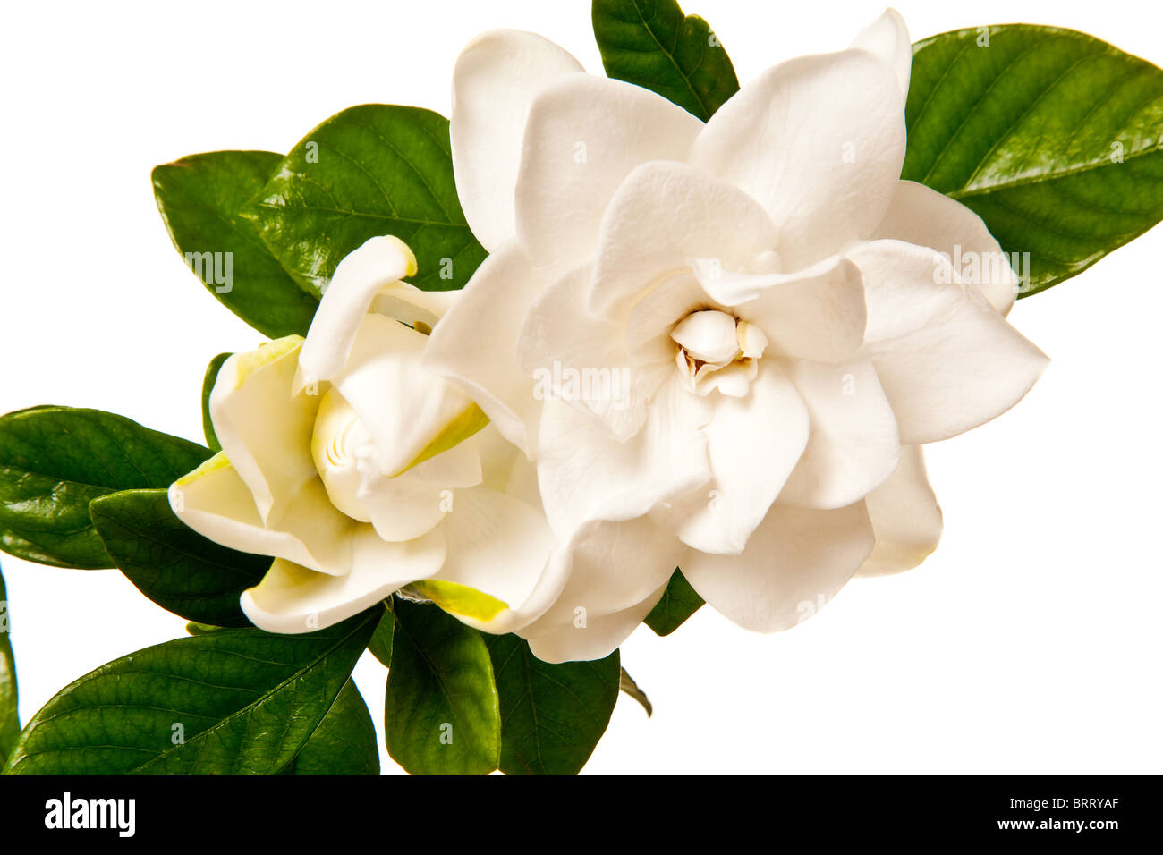 Fleur de Gardenia blanc isolé sur fond blanc Banque D'Images