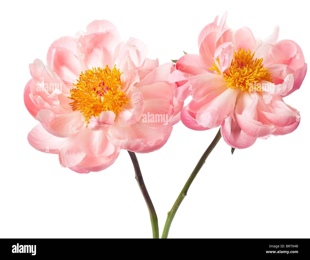 Fleur de pivoine isolé sur fond blanc Banque D'Images
