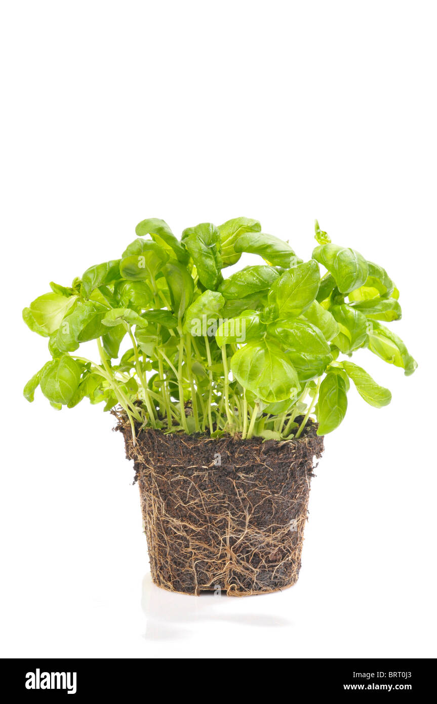 Basilic (Ocimum basilicum), plante en pot Banque D'Images
