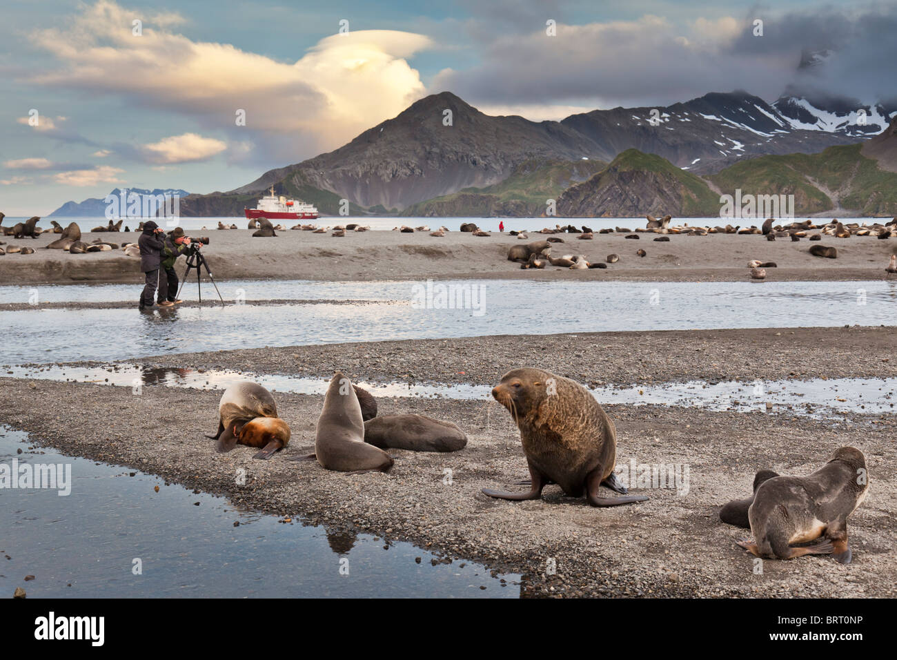 Les photographes et les Otaries à fourrure antarctique, Arctocephalus gazella sur Right Whale Bay Beach, South Georgia Island. Banque D'Images