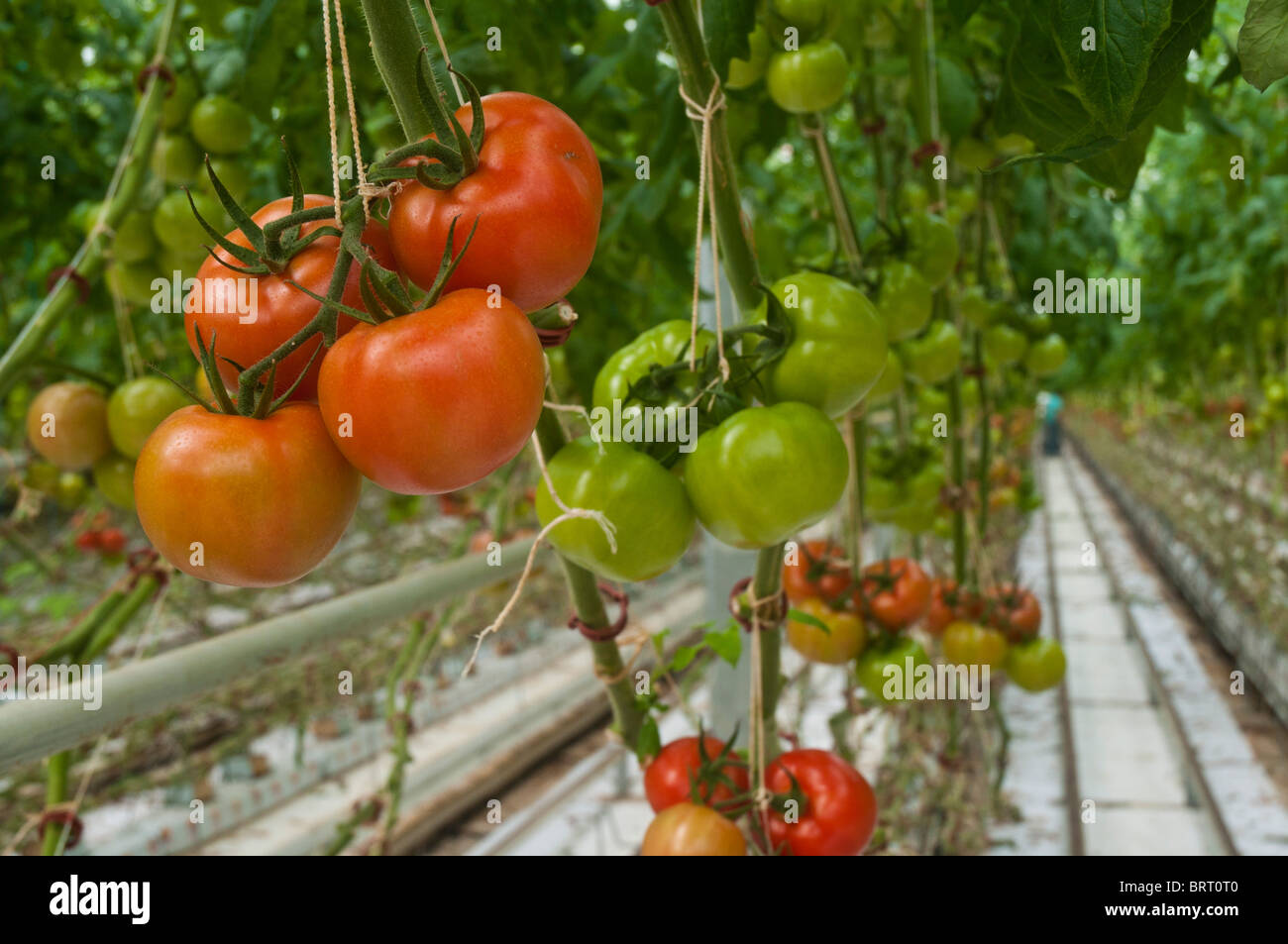 Tomates hydroponiques croissant sur les vignes en suspension dans de grandes émissions de production Banque D'Images
