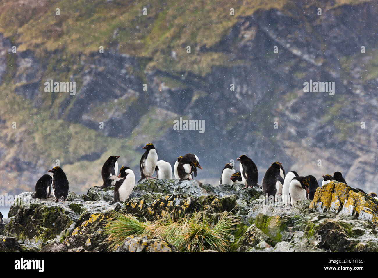Macaroni pingouins à Hercules Bay, South Georgia Island. Banque D'Images
