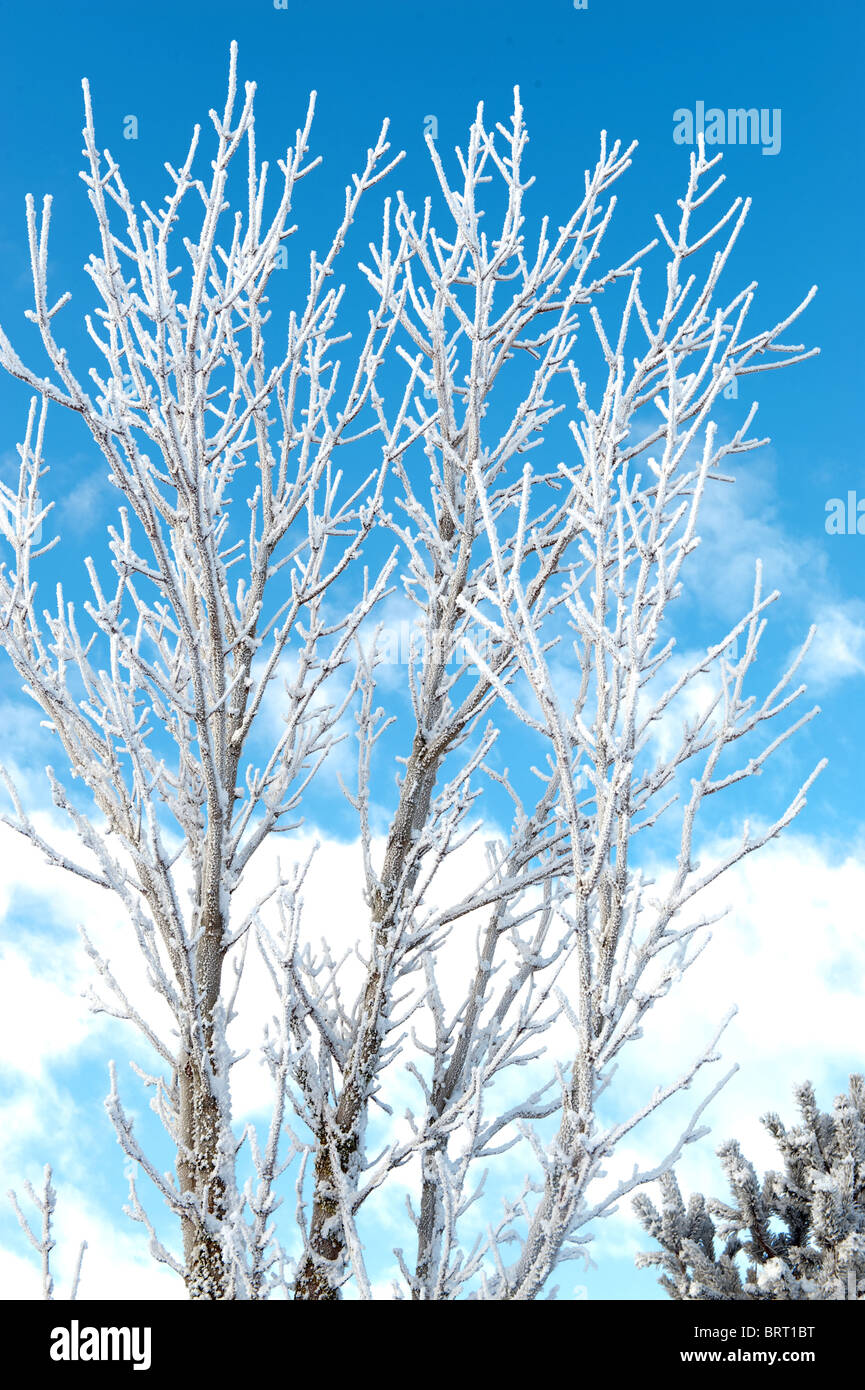 Les hivers d'arbres sur un magnifique ciel bleu Banque D'Images
