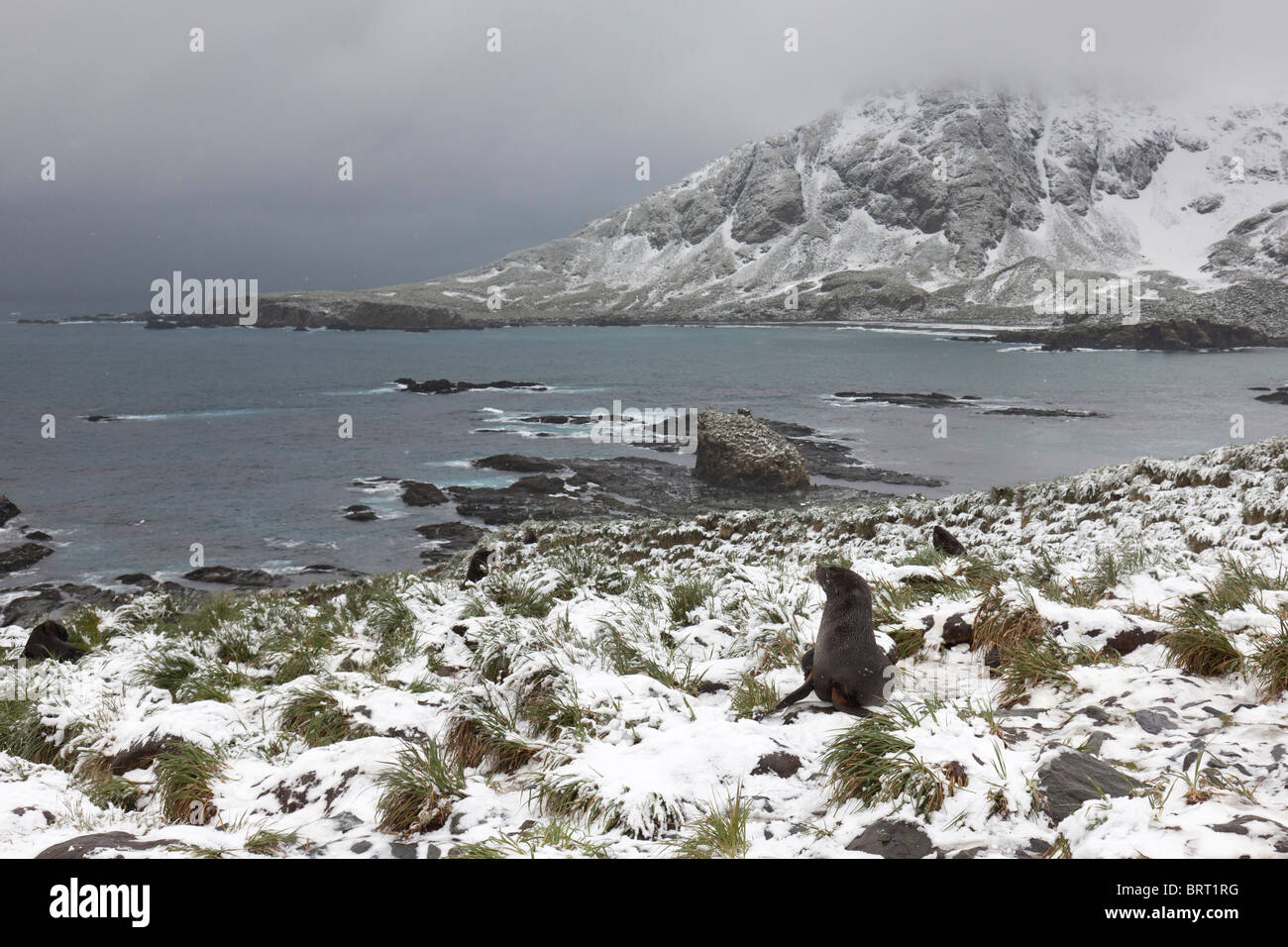 Les otaries à fourrure le long de la côte de Cooper Bay, South Georgia Island. Banque D'Images