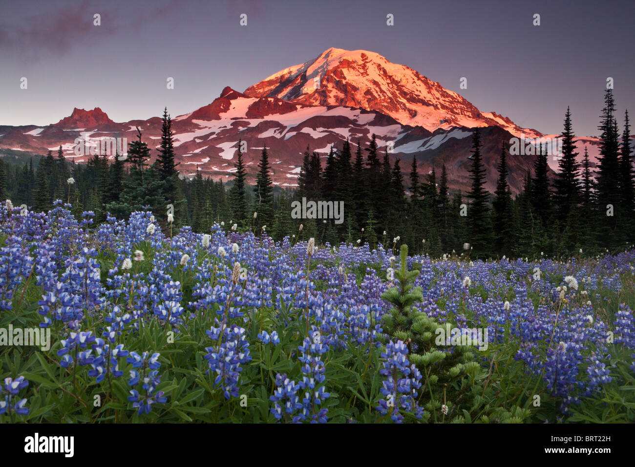 Le mont Rainier au-dessus de lupin dans un parc, Parc National de Mount Rainier, Washington. Banque D'Images