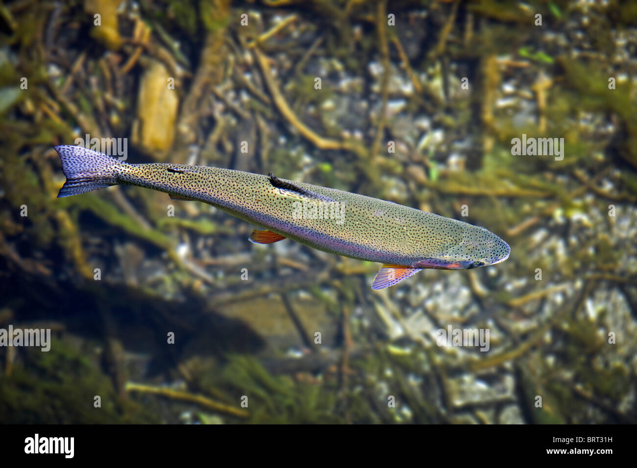 Un arc-en-ciel (Oncorhynchus mykiss) nager à la surface d'une rivière d'Auvergne (France). Banque D'Images