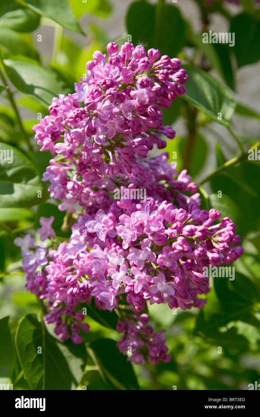 Fleur de lilas, Syringa vulgaris, Michel Buchner Photo Stock - Alamy
