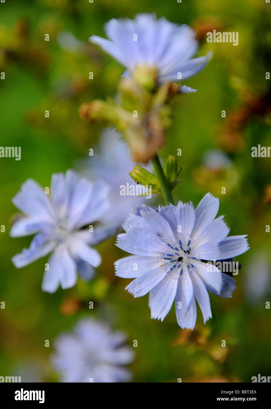 La chicorée dans un petit chalet jardin Oxfordshire UK Banque D'Images