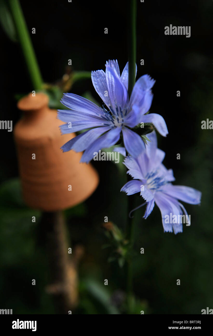 La chicorée dans un petit chalet jardin Oxfordshire UK Banque D'Images