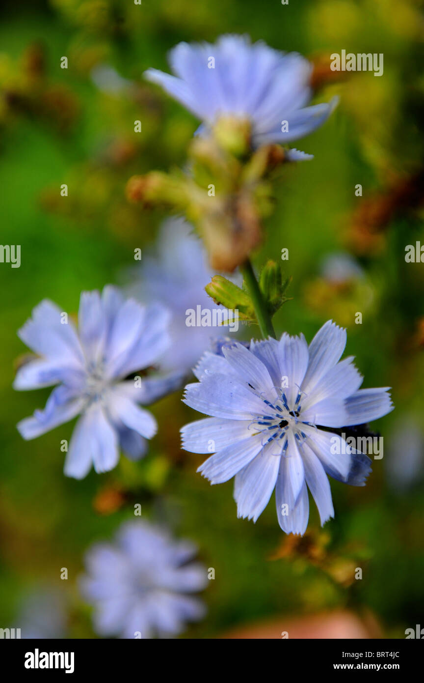 La chicorée dans un petit chalet jardin Oxfordshire UK Banque D'Images