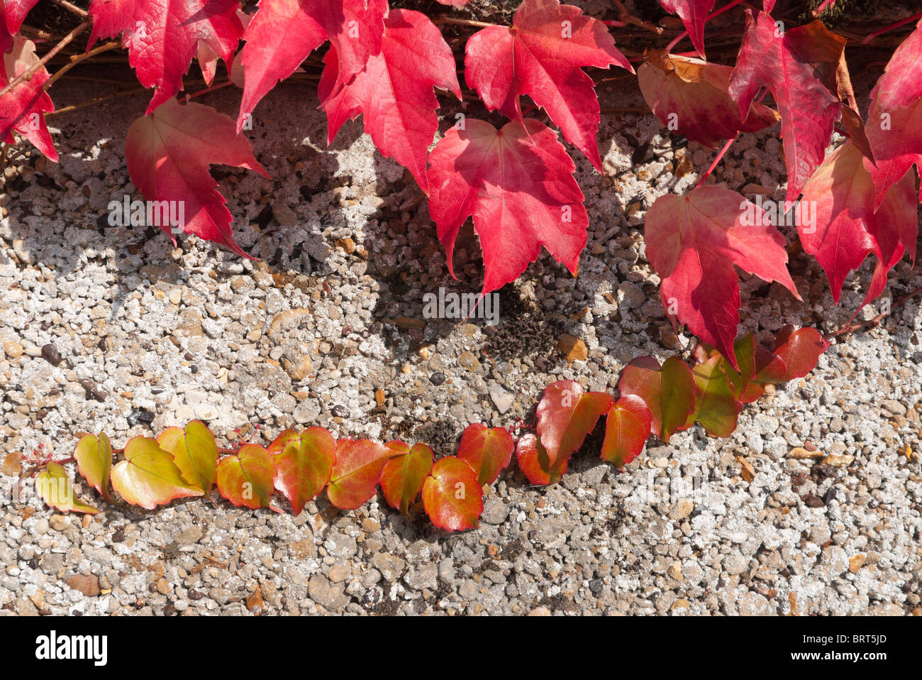 Boston ivy changeant de couleur à l'automne 2 Banque D'Images