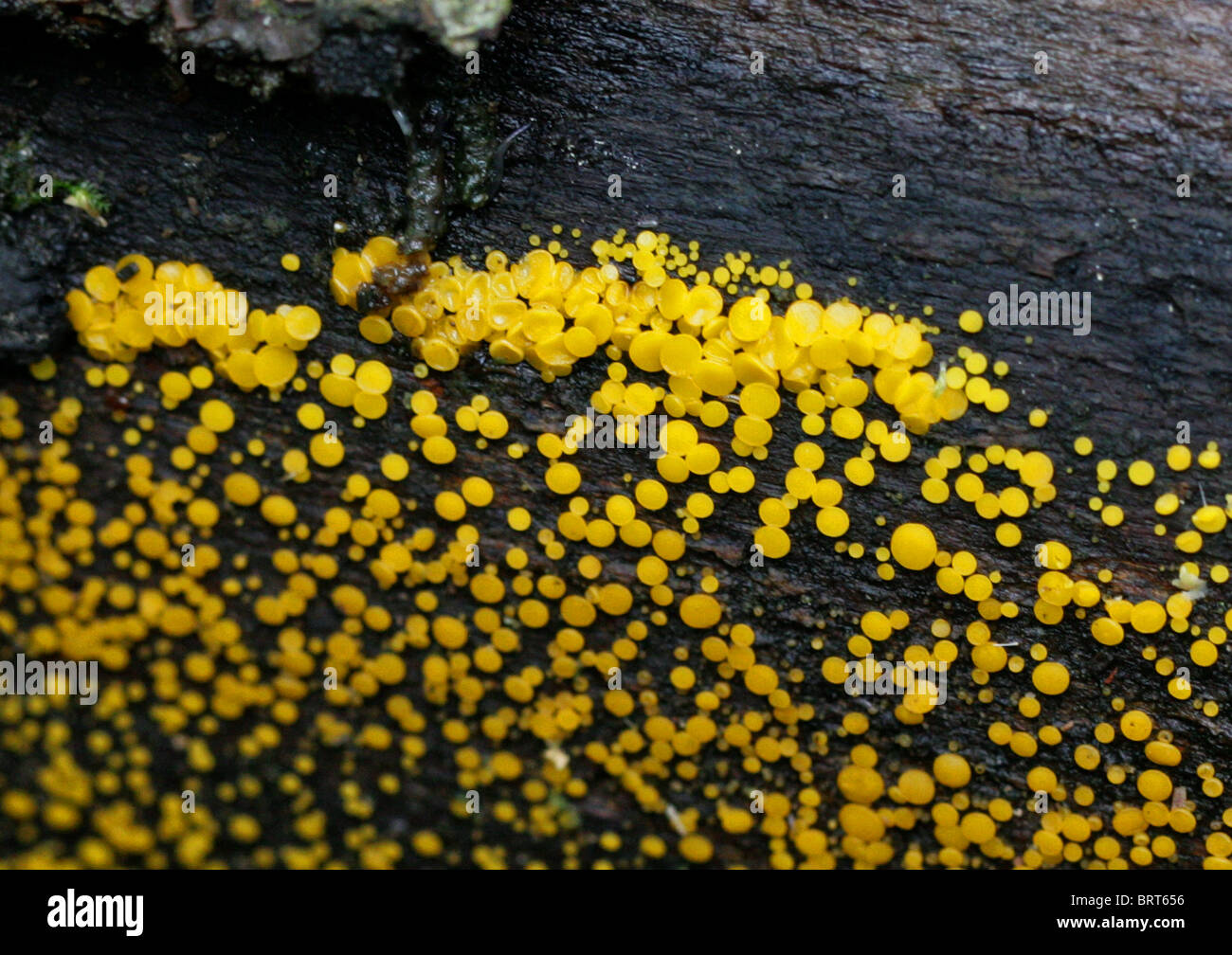 Disco citron champignon, amphibien Bisporella citrina,. Syn. Bisporella claroflava Banque D'Images