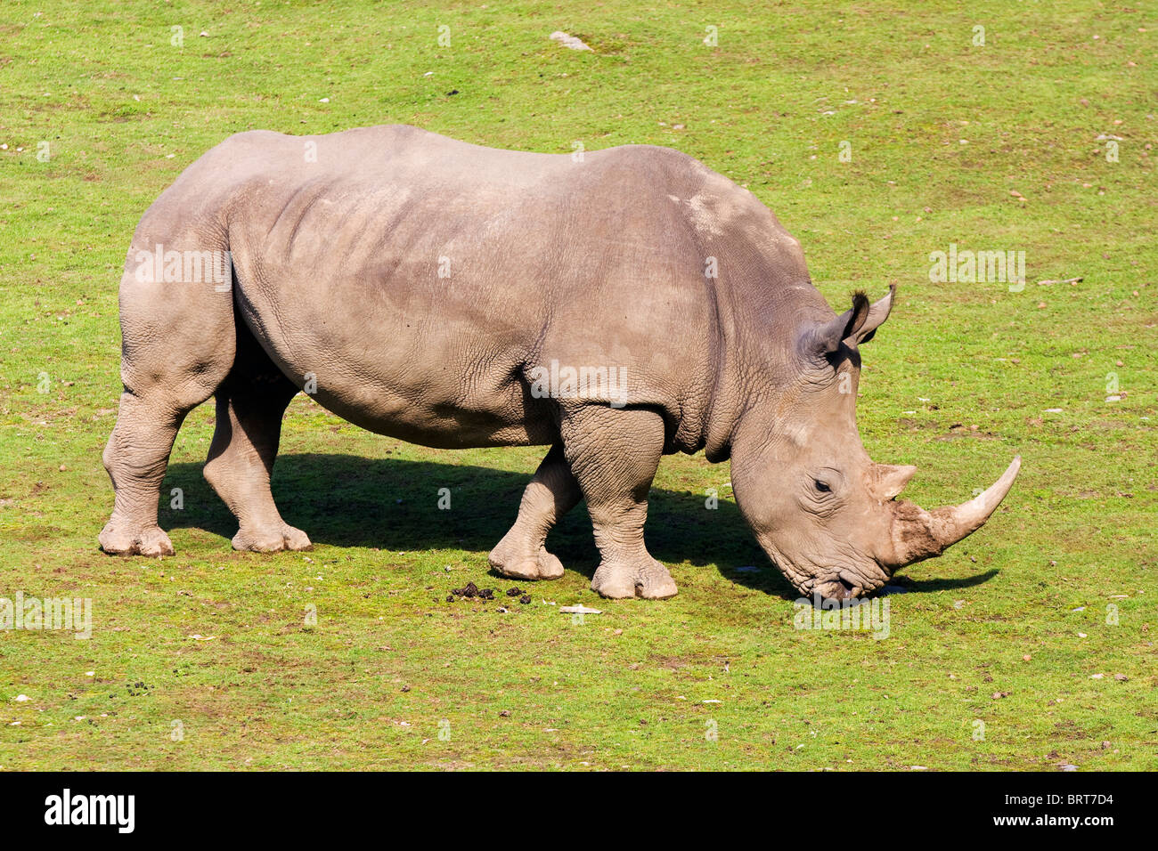 - Rhinocerus blanc Ceratotherium simum. Banque D'Images