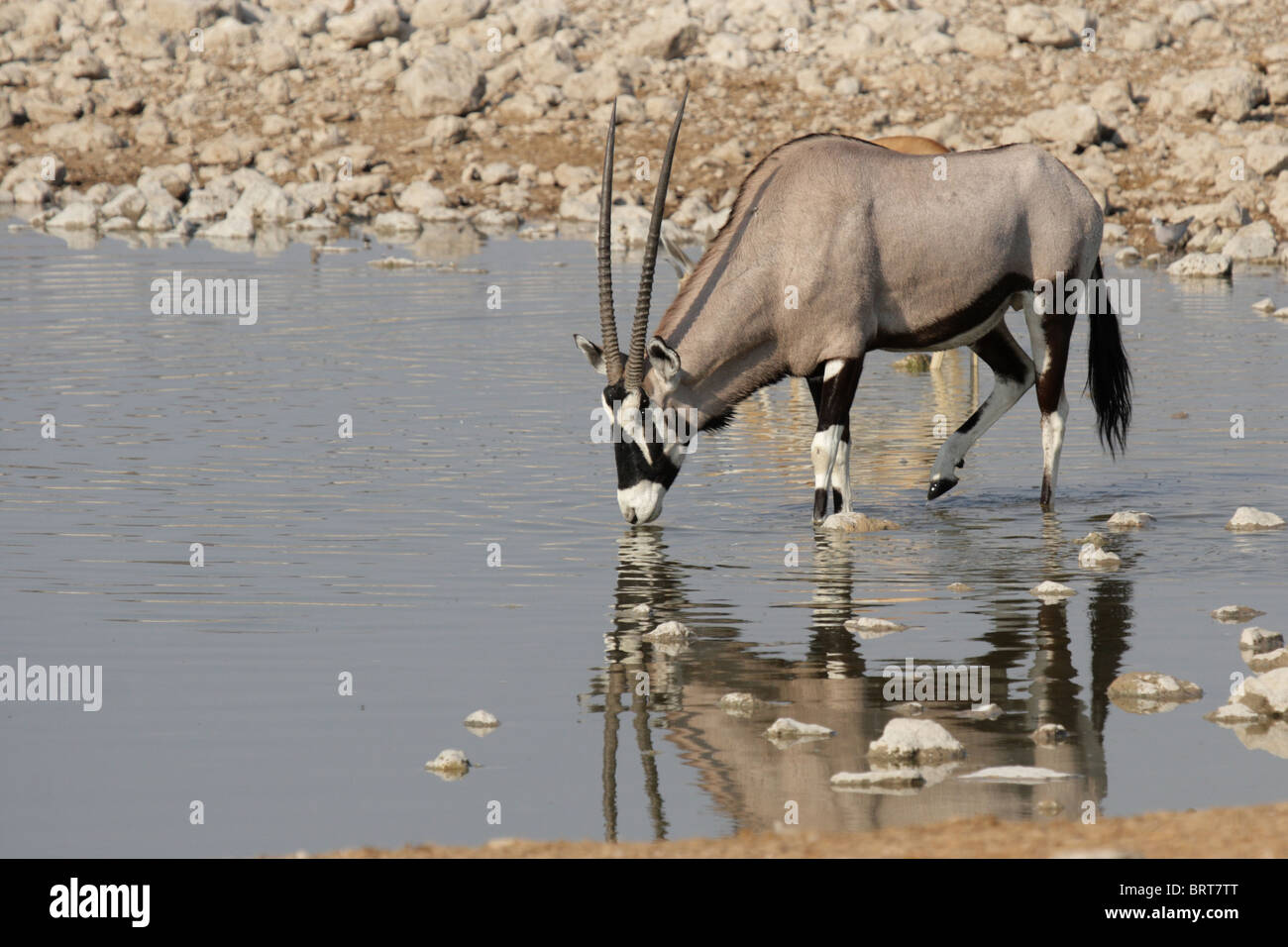 Gemsbok (Oryx gazella) boire à l'eau dans le Parc National d'Etosha, Namibie Banque D'Images