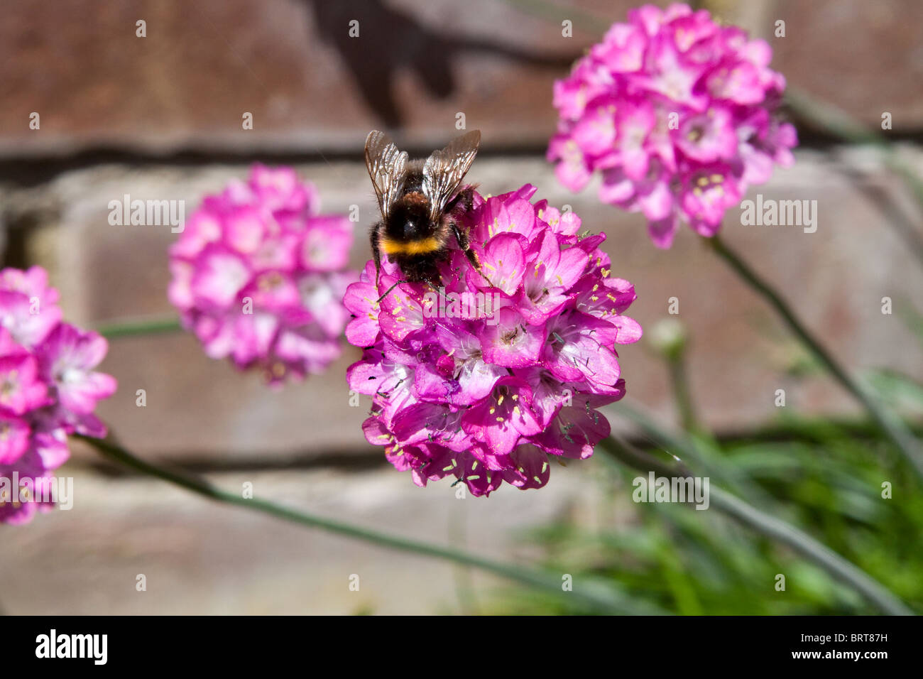 ABEILLE SUR FLEUR Banque D'Images