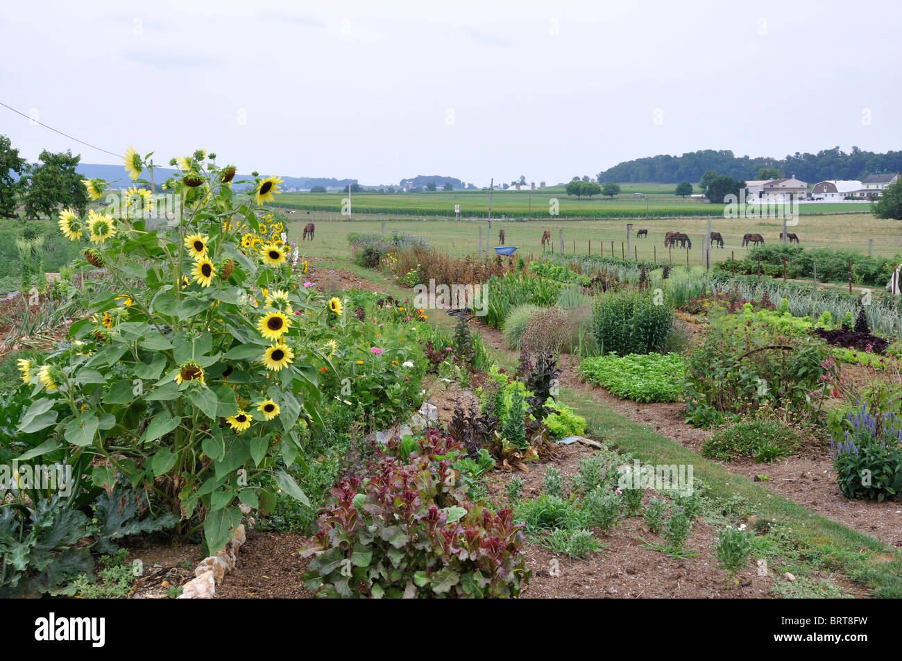 Amish farm, comté de Lancaster, Pennsylvanie, USA Banque D'Images