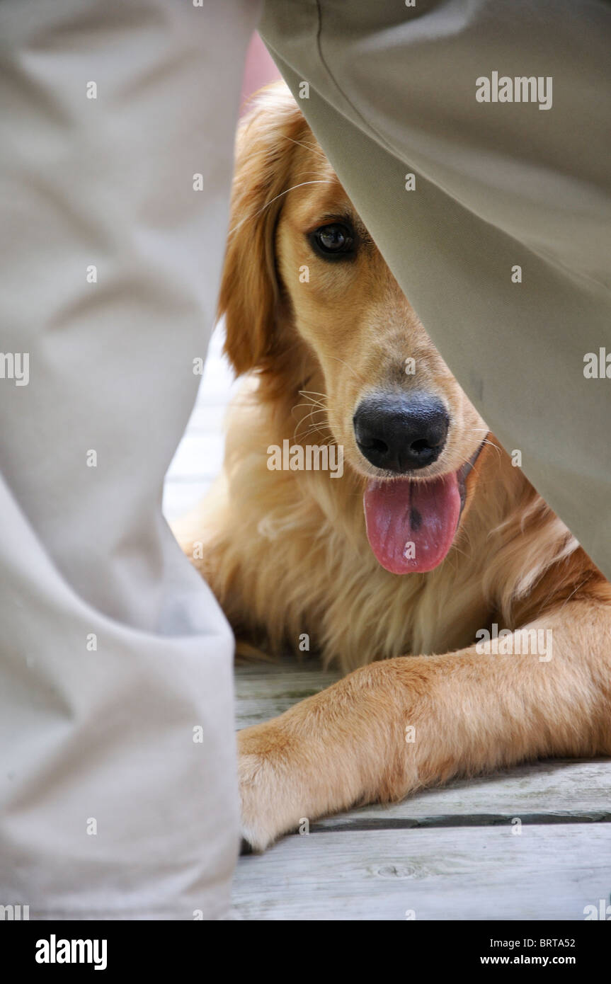 Golden Retriever dog et les pieds de l'homme Banque D'Images