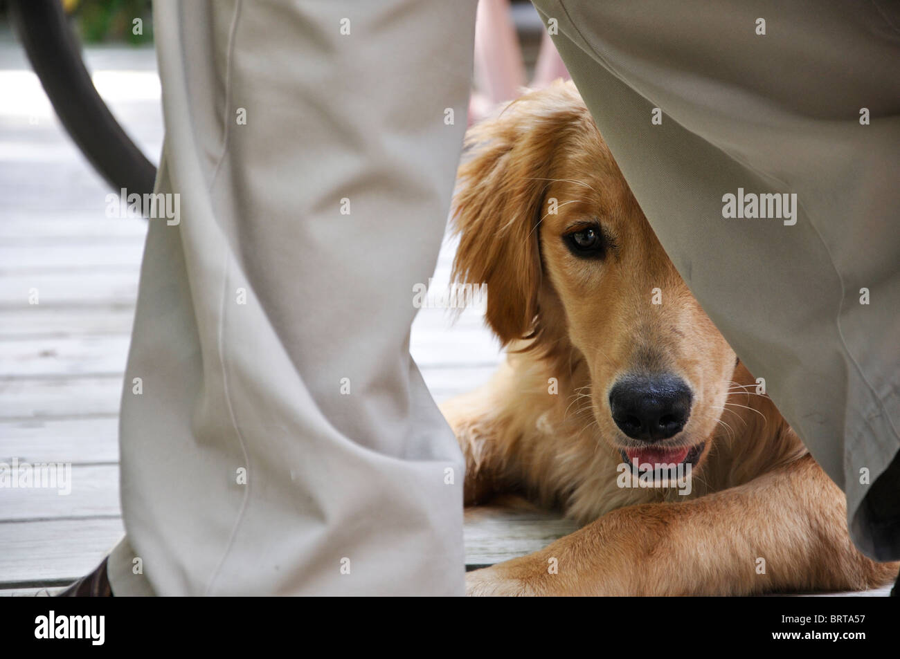 Golden Retriever dog et les pieds de l'homme Banque D'Images