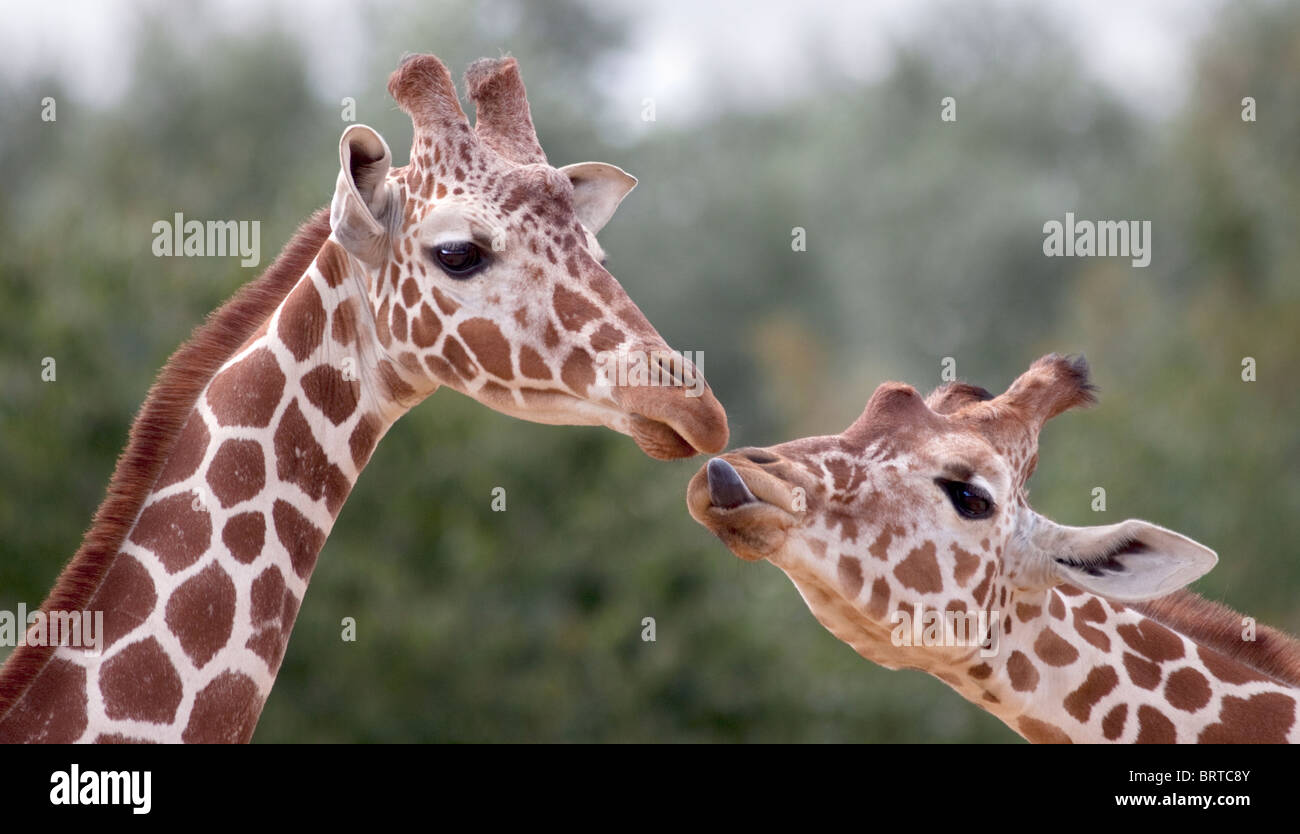 Les Girafes (giraffa) camelopardarlis Banque D'Images