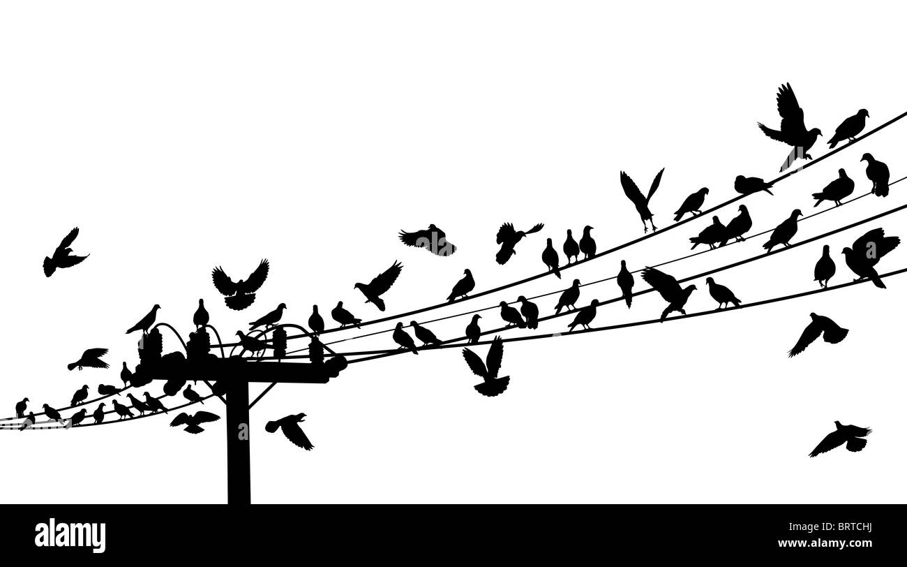 L'Illustre des silhouettes d'oiseaux se percher sur les fils télégraphiques Banque D'Images