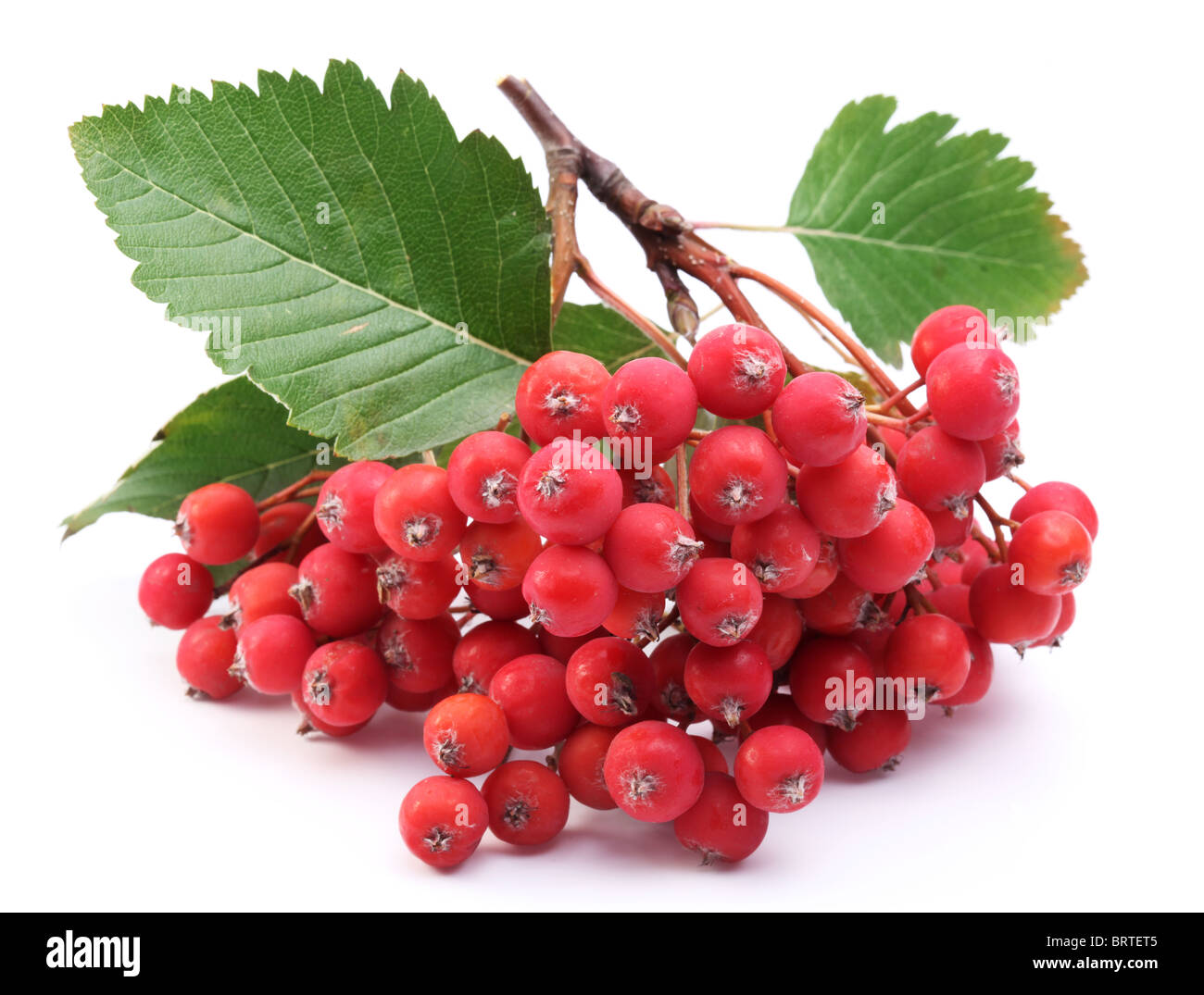 Grappe de rowan berries sur un fond blanc. Banque D'Images