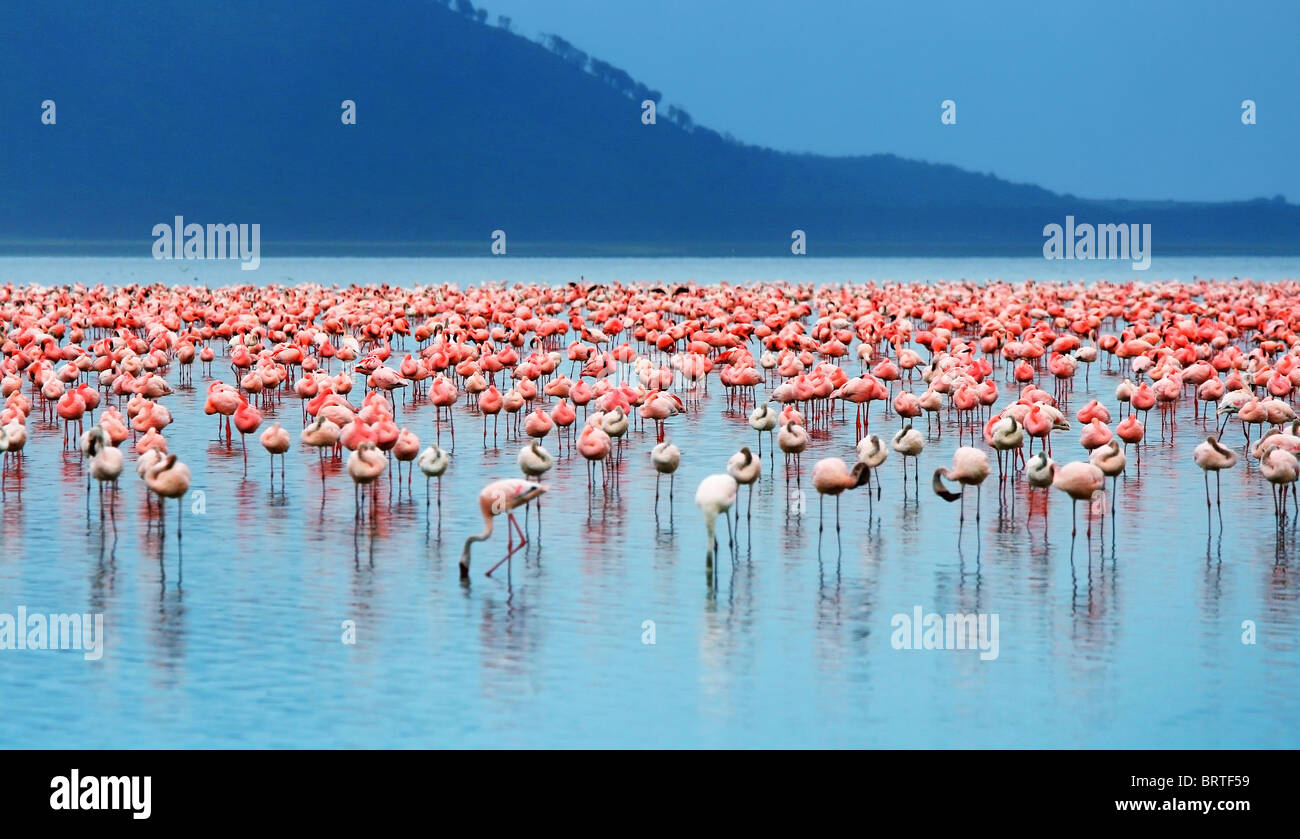 Safari africain, des flamants roses dans le lac Nakuru, Kenya Banque D'Images