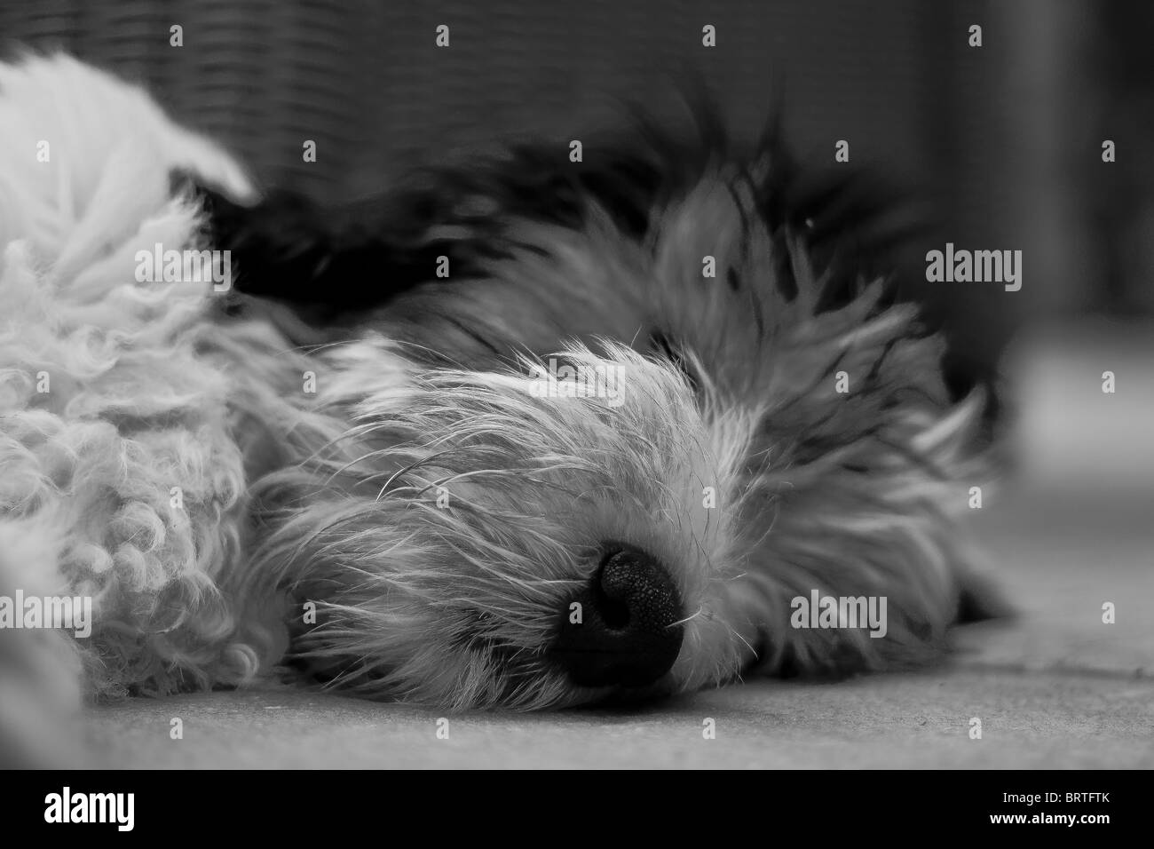 C'est le dévouement d'être un chiot, tous ces gens qui ont besoin d'une formation quant à la façon dont vous souhaitez être tracé... Banque D'Images