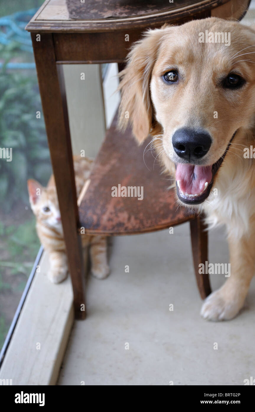 Golden Retriever dog and cat Banque D'Images