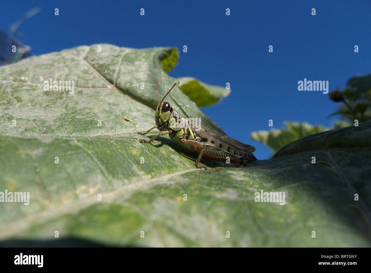 Melanoplus femurrubrum également connu sous le nom de la sauterelle à pattes Banque D'Images