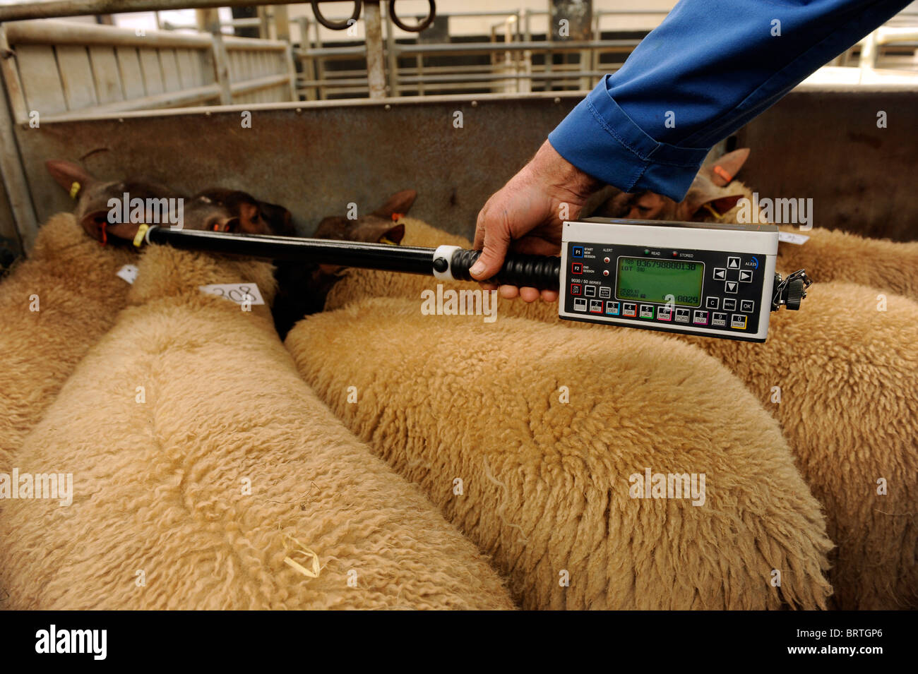 Les brebis avec l'identification électronique EID tags tags ID oreille ayant lu ou numérisés à l'aide d'une périphérique de numérisation. Banque D'Images