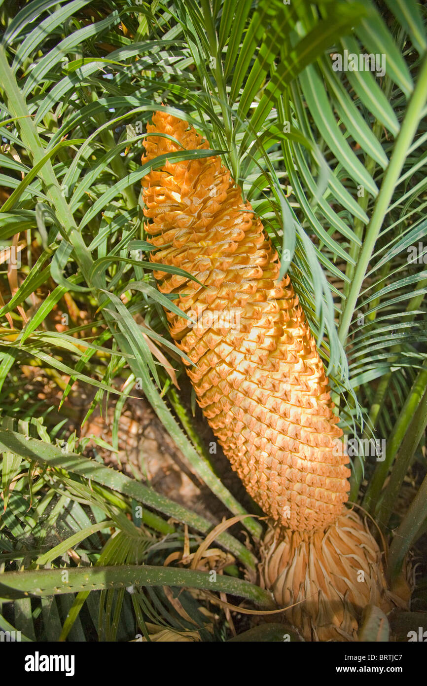 Cycas circinalis ou la reine le sagou en fleur Banque D'Images