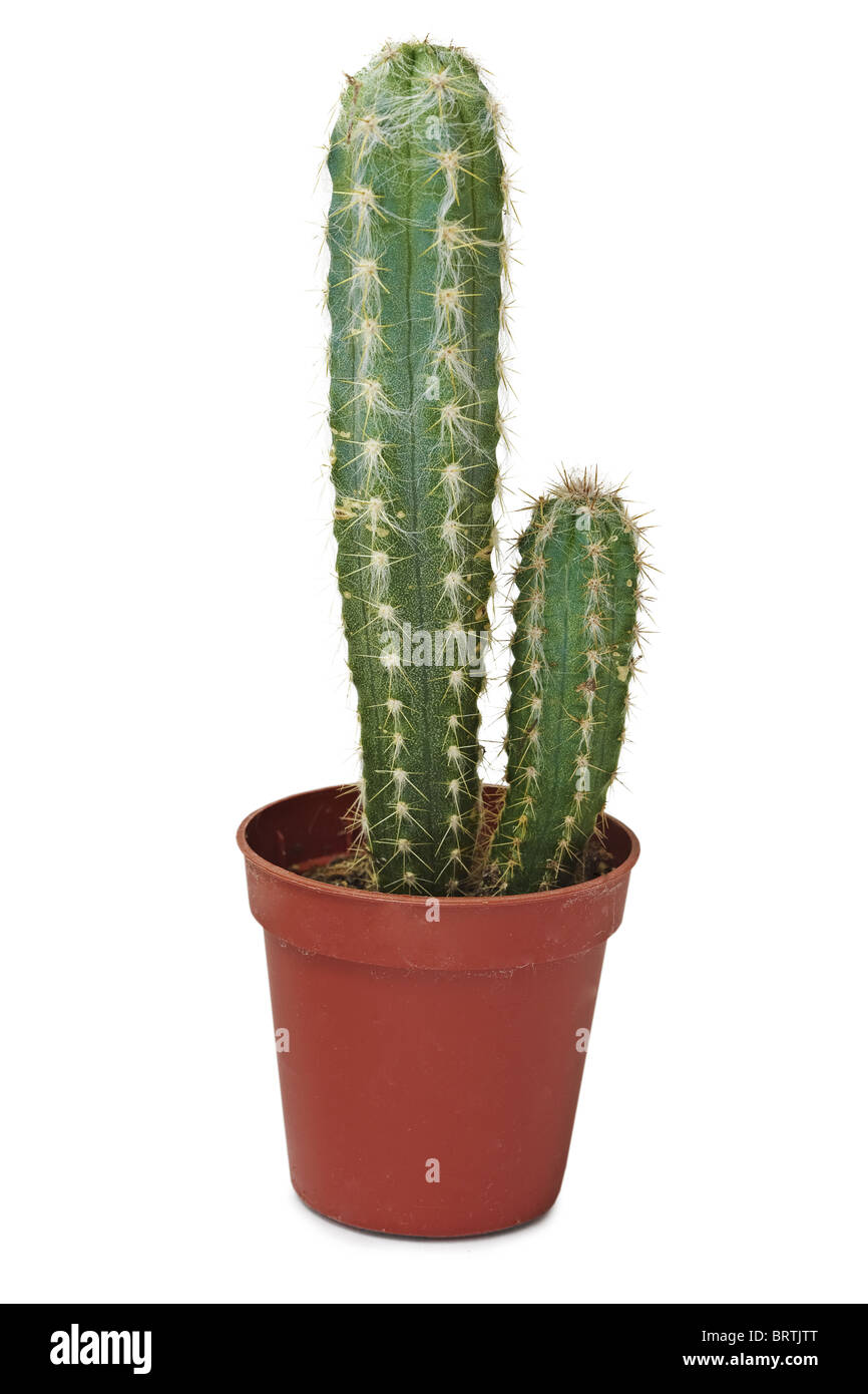 Deux cactus - grand et petit isolé sur fond blanc Banque D'Images