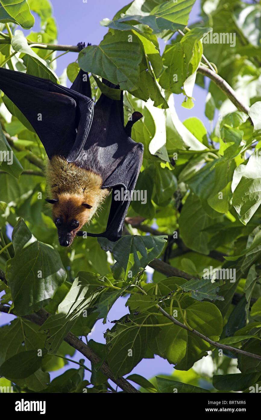 Fruit bat dans un arbre sur une île des Maldives Banque D'Images